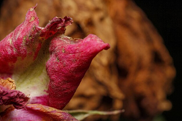 Photo l'amour de la macrophotographie