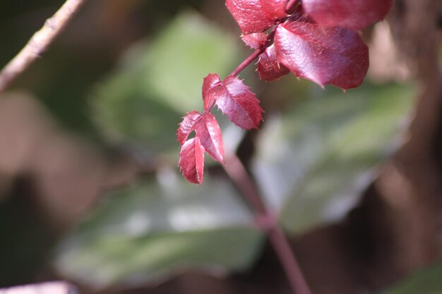 Photo l'amour de la macrophotographie