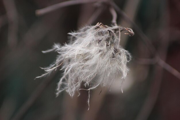 Photo l'amour de la macrophotographie