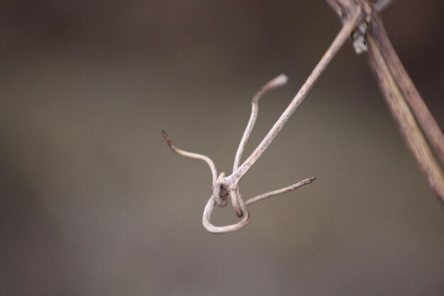 Photo l'amour de la macrophotographie