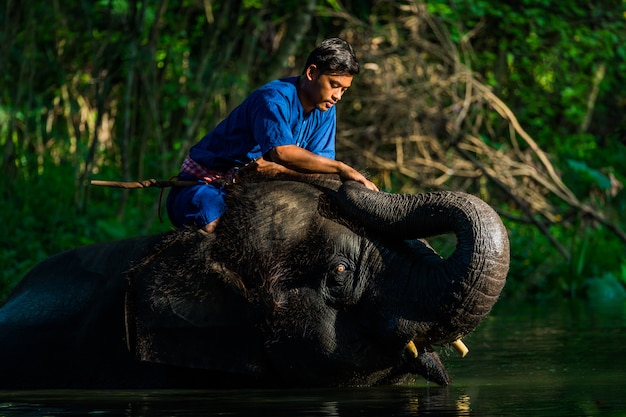 Amour de Mahout avec son éléphant, Thaïlande