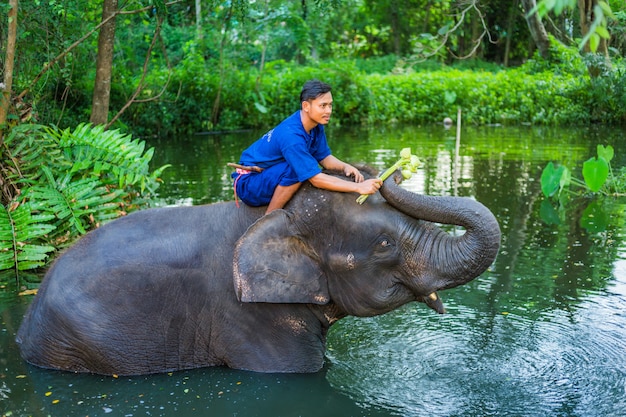 Amour de Mahout avec son éléphant, Thaïlande