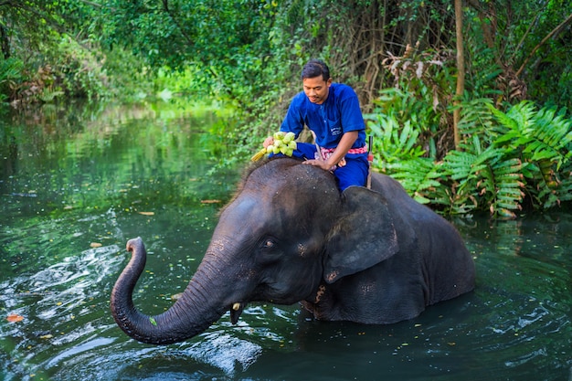 Amour de Mahout avec son éléphant, Thaïlande