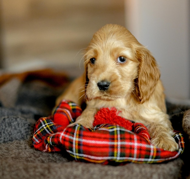 L'amour pour les animaux de compagnie bébé Cocker Spaniel chiot se trouve sur le lit dans la maison l'apparence d'un animal dans la maison