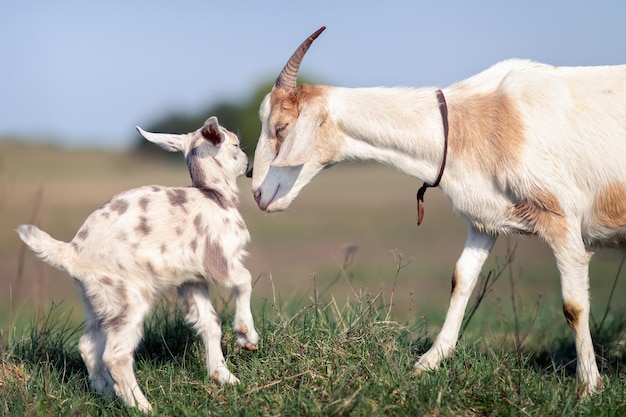 L'amour et la sollicitude de maman pour son petit bouc