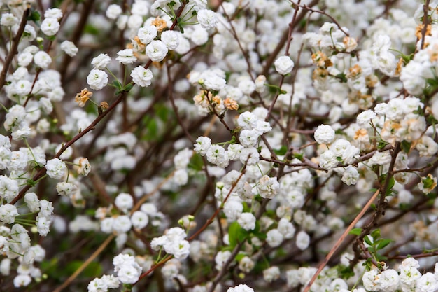 Amoureux romantique de fleurs blanches au printemps