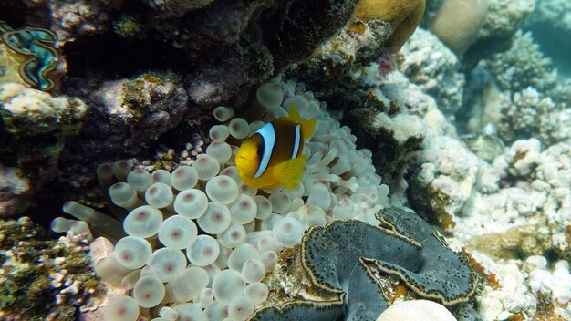 Amphiprion poisson clown (Amphiprioninae). Poisson clown de la mer Rouge. Némo.