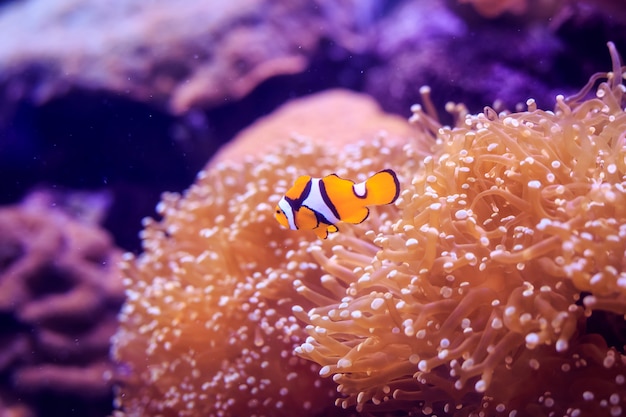 L&#39;amphiprion (poisson-clown occidental (Poisson-clown Ocellaris, poisson-clown Faux Percula)) est en anémone. Thaïlande.