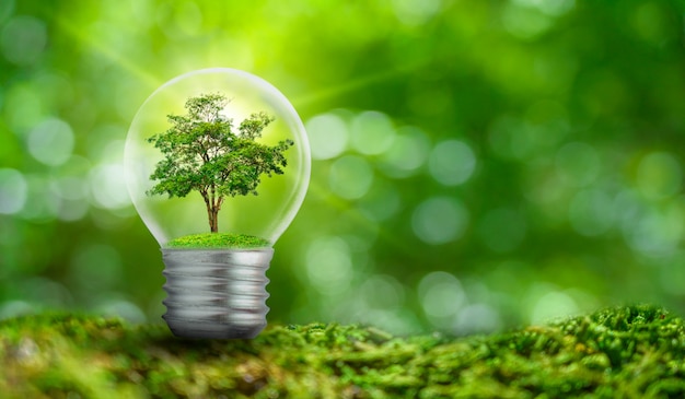 L'ampoule est située à l'intérieur avec des feuilles de forêt et les arbres sont à la lumière. Concepts de conservation de l'environnement et de réchauffement climatique plante poussant à l'intérieur de l'ampoule de la lampe