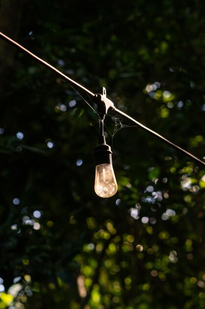 Photo ampoule éteinte dans la forêt