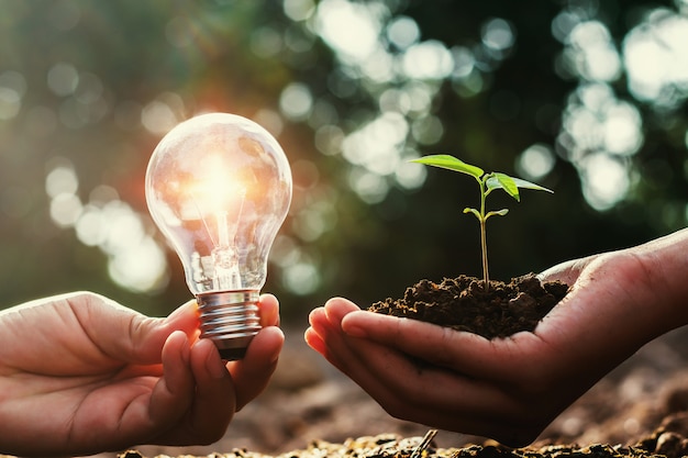 Ampoule et petit arbre poussant sur place. concept énergie solaire avec plantation