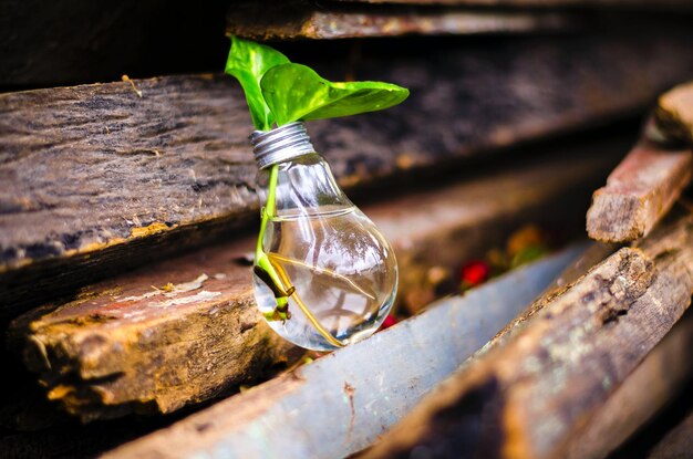 Photo une ampoule avec une plante qui en sort