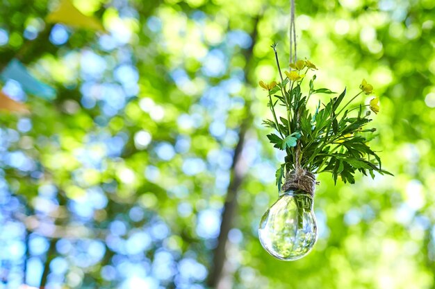 Ampoule avec plantes à fleurs suspendu à une corde sur fond de feuillage vert flou