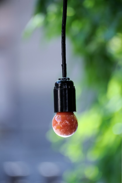 Ampoules colorées suspendues à un arbre