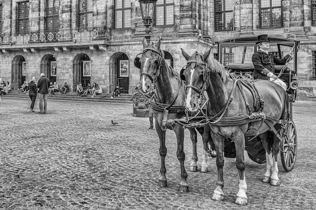 AMSTERDAM, Pays-Bas, 3 juin 2016 : vue d'un chariot avec des chevaux et les bâtiments historiques à Amsterdam, Pays-Bas le 3 juin 2016.