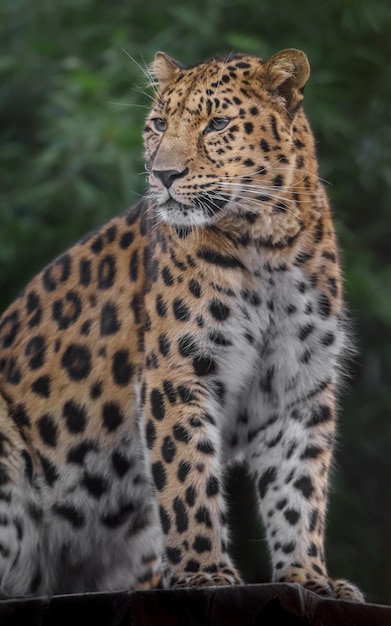 Photo amur leopard