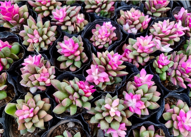 Anacampseros rufescens lever de soleil dans les pots