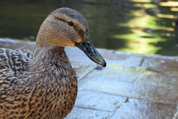 Anade vraie femelle dans le parc