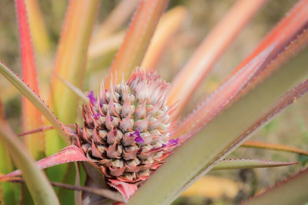 Ananas sur arbre