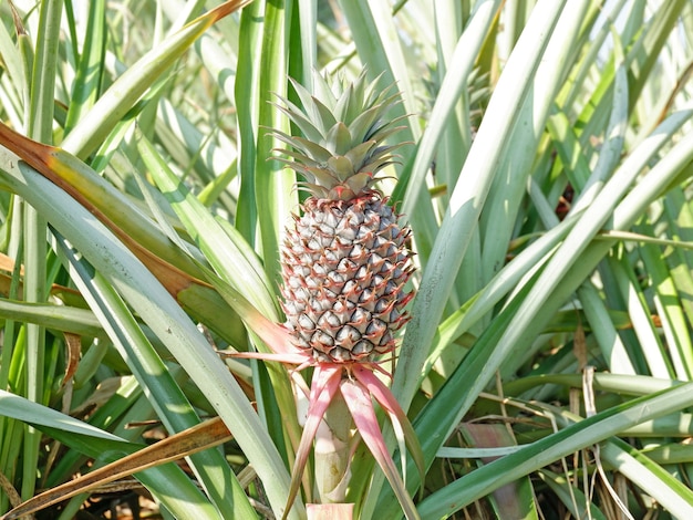 Ananas biologique à la ferme