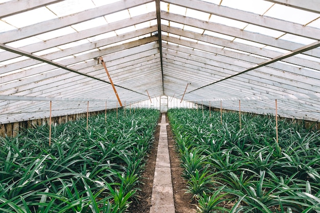 Ananas cultivés dans les serres d'une plantation aux Açores Les feuilles sont partiellement coupées pour donner aux ananas leur fameuse jutosité des Açores