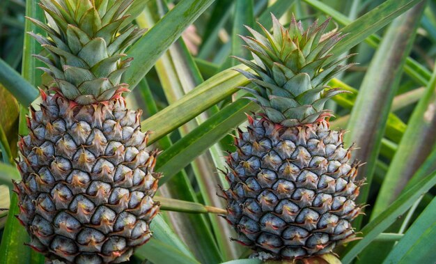 Ananas un fruit populaire