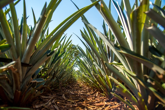 Ananas plantation fruit exotique