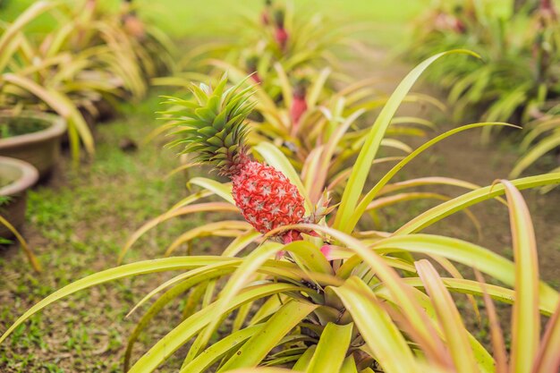 Un ananas rouge poussant à la plantation malaisie