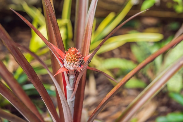 Un ananas rouge poussant à la Plantation, Malaisie