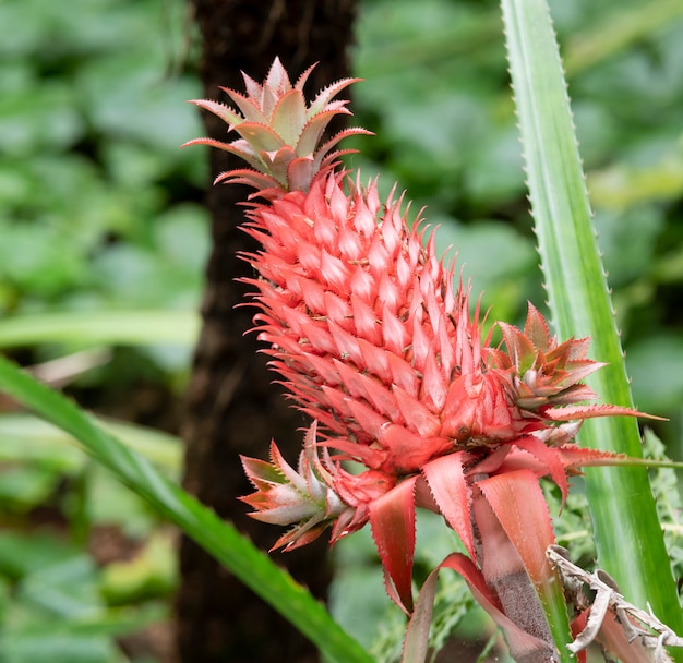 Ananas rouge sauvage dans une forêt tropicale en Amérique du Sud.