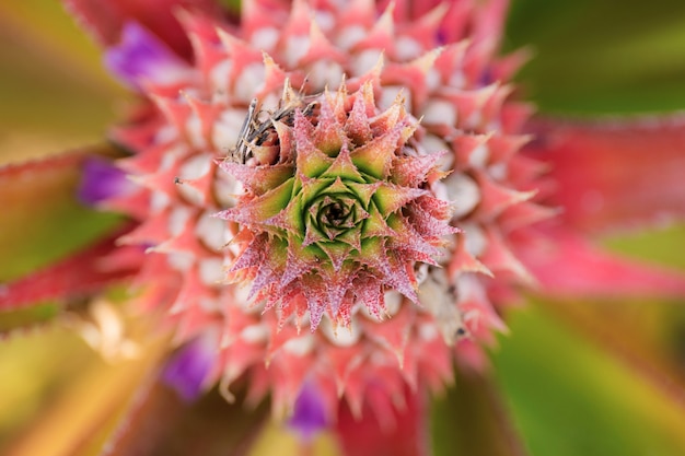 Ananas avec texture.