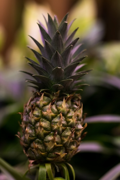 Photo ananas vert en croissance