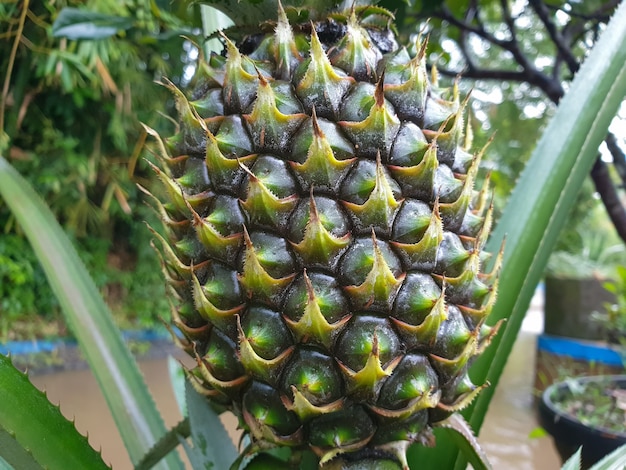 ananas vert plante fruitière dans le jardin