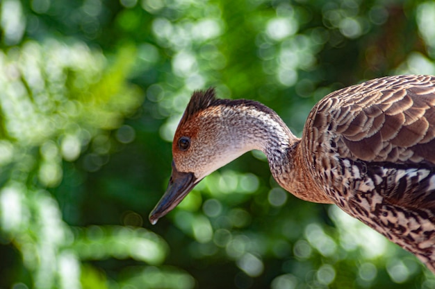 Anas platyrhynchos Linnaeus dans un endroit verdoyant et naturel