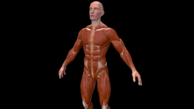 Anatomie 3D abstraite d'un homme