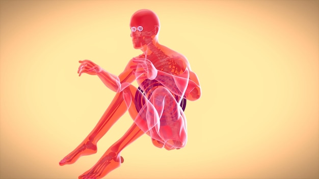 Anatomie 3D d'un homme faisant des redressements assis