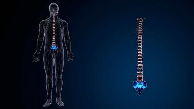 Anatomie de la colonne vertébrale du squelette humain illustration 3D