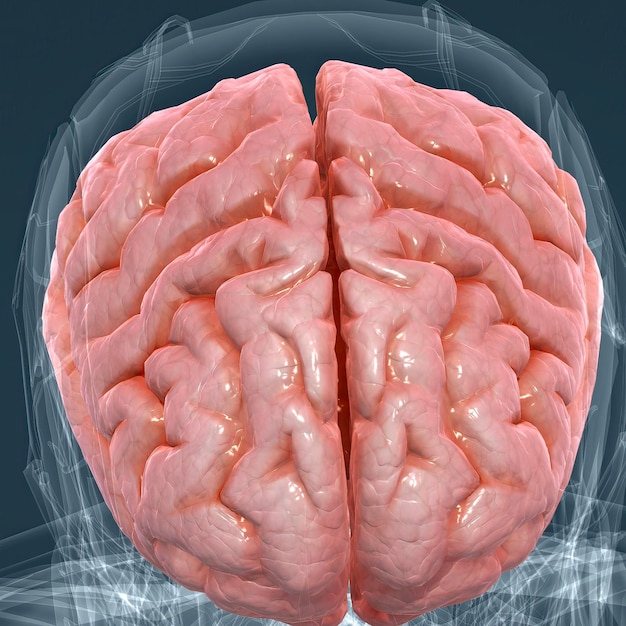 Anatomie détaillée du cerveau humain et du système nerveux agrandi