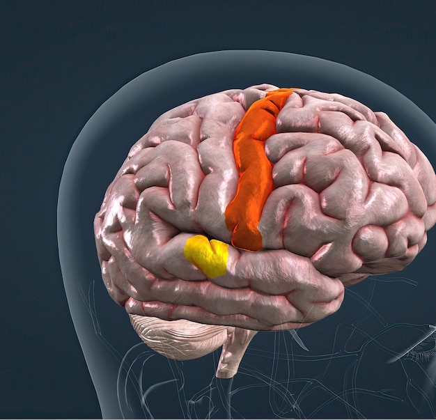 Anatomie du cerveau et de ses parties colorées