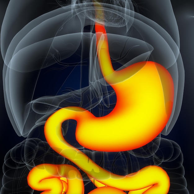 Photo anatomie du cœur humain pour le concept médical illustration 3d système respiratoire humain