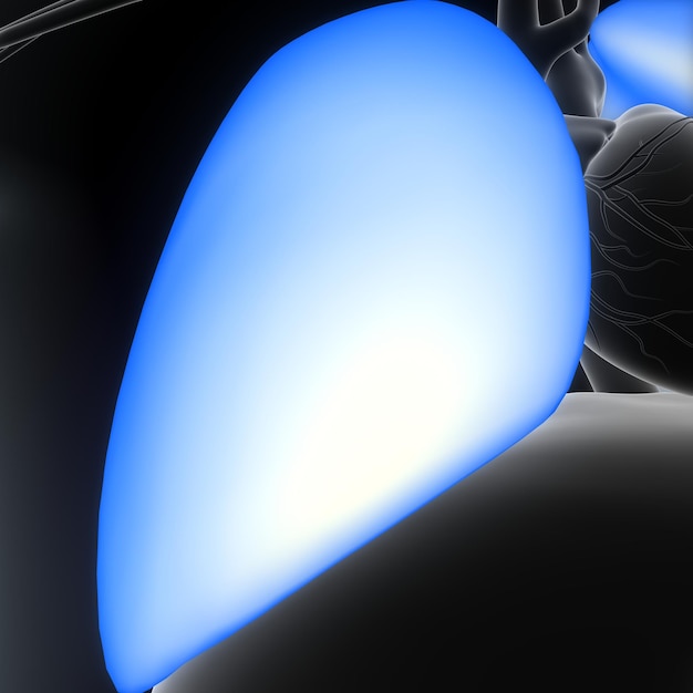 Anatomie du cœur humain pour le concept médical Illustration 3D Système respiratoire humain