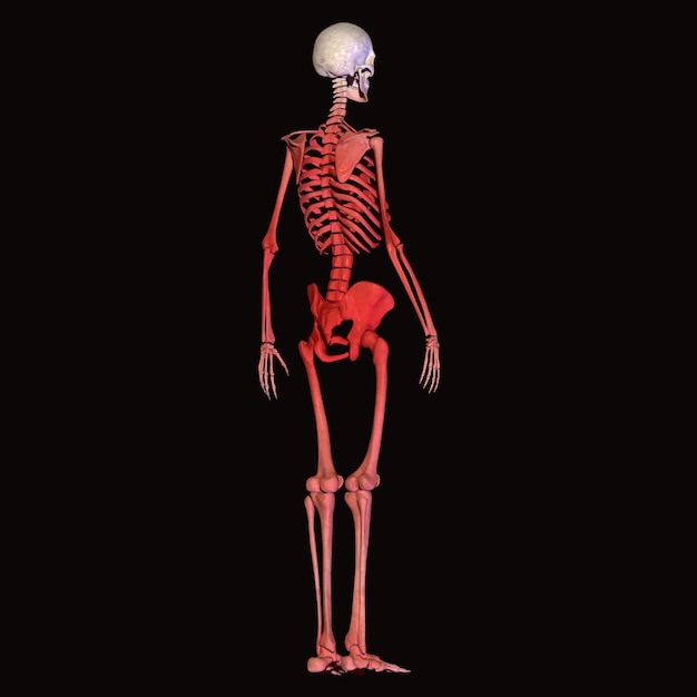 Anatomie du squelette humain Pour le concept médical Illustration 3D