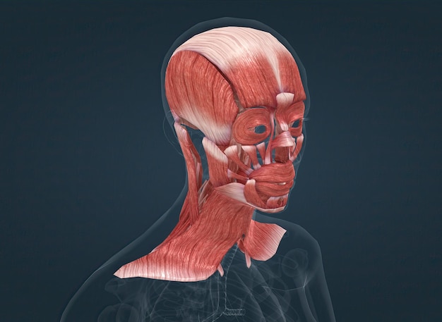 Anatomie du système musculaire de la tête féminine