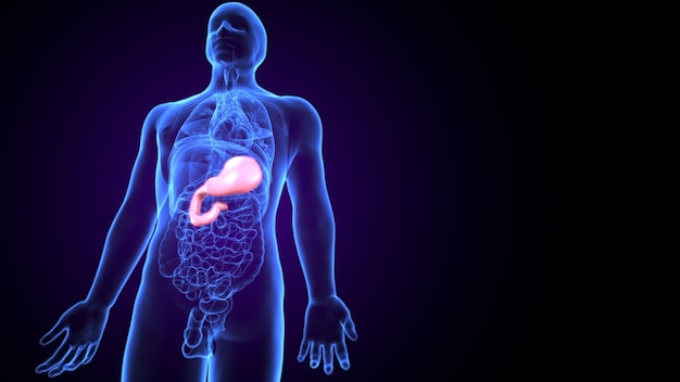 L'anatomie de l'estomac humain pour le concept médical illustration 3D