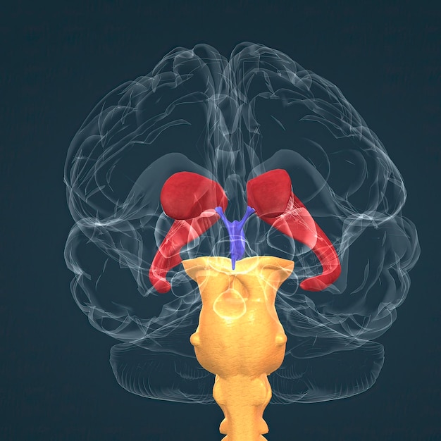 Anatomie des ganglions de la base