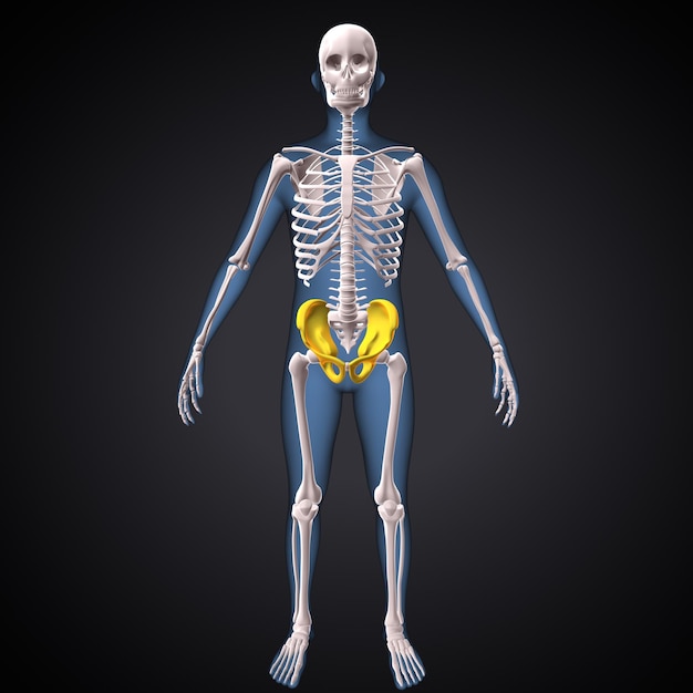 anatomie hippelvique humaine rendu en 3D