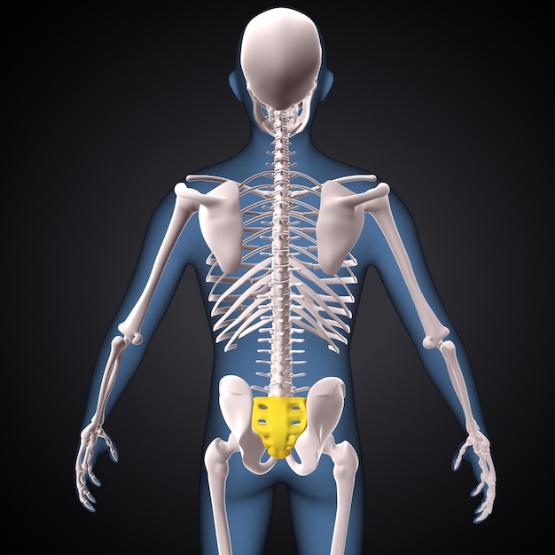 anatomie hippelvique humaine rendu en 3D