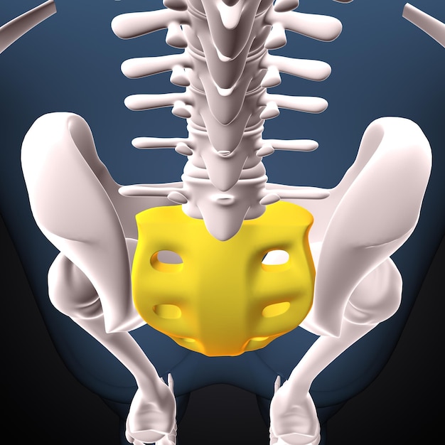 Photo anatomie hippelvique humaine rendu en 3d