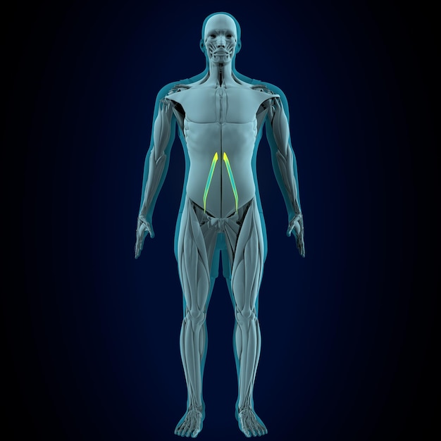 anatomie musculaire masculine rendu en 3D