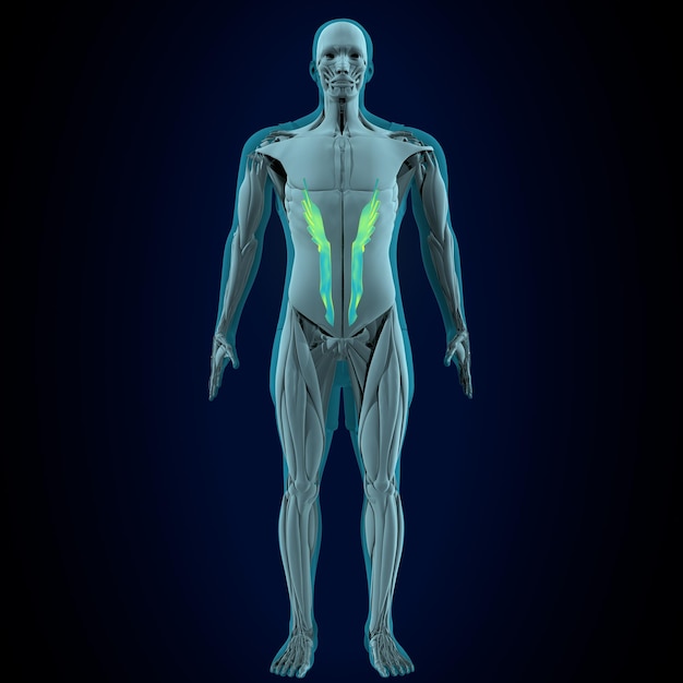 anatomie musculaire masculine rendu en 3D